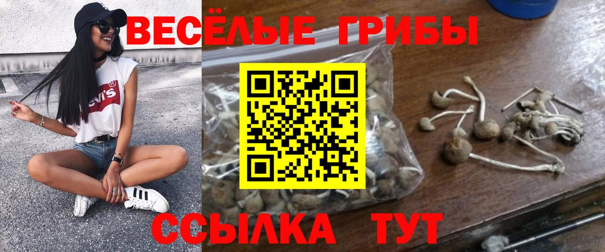 Сертолово  Псилоцибиновые грибы прущие грибы  Галлюциногенные грибы Psilocybe  Вход с VPN 